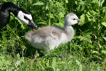 Image showing Canada goose & baby