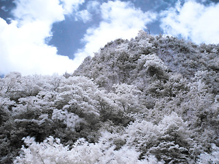 Image showing Infrared forest