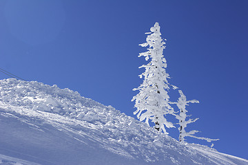 Image showing ice covered pine tree