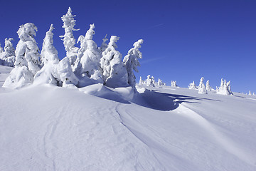 Image showing  snow covered pine trees with snow drift