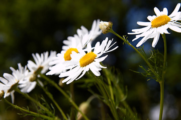 Image showing Wild flowers
