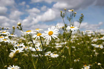 Image showing Wild flowers