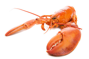 Image showing Lobster