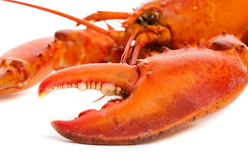 Image showing Lobster claw