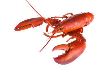 Image showing Lobster on white