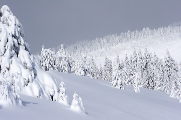 Image showing snow covered pine trees