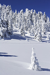 Image showing snow covered pine trees