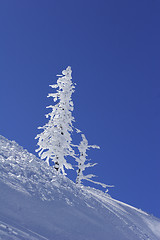 Image showing ice covered pine tree