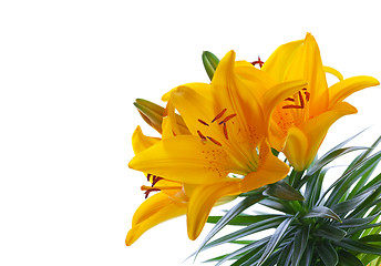 Image showing Yellow Lilies