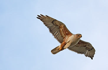 Image showing Ferruginous Hawk in Flight