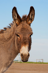 Image showing Portrait of Suzie