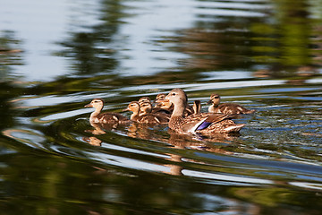 Image showing Mallard Duck Family