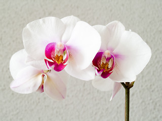 Image showing Orchid - Phalaenopsis