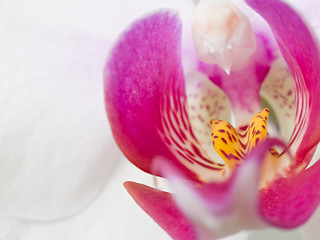 Image showing Orchid - Phalaenopsis