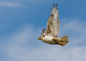 Image showing Ferruginous flight