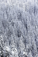 Image showing Snow covered pine tree forest