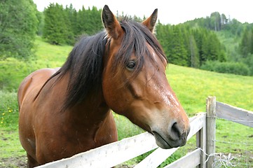 Image showing Brown horse