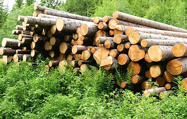 Image showing Timber logs