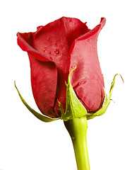 Image showing Red rose