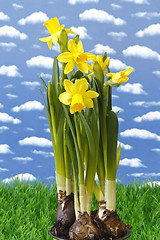 Image showing Daffodil