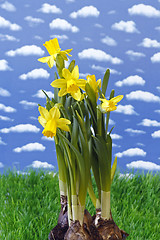 Image showing Daffodil