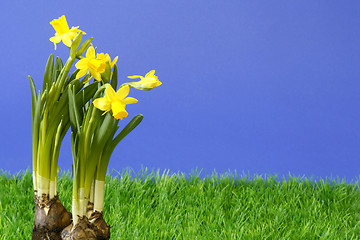 Image showing Daffodil