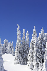 Image showing Snow covered pine trees