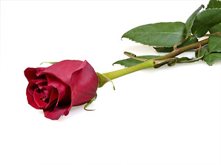 Image showing Rose