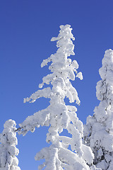 Image showing snow covered top of the pine tree