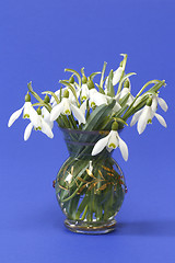 Image showing Snowdrops