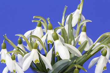 Image showing Snowdrops