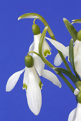 Image showing Snowdrops