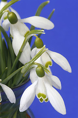 Image showing Snowdrops