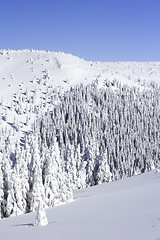 Image showing snow covered pine trees  the mountain side