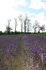 Image showing Stemorsblomster