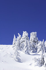 Image showing snow covered pine trees