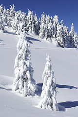 Image showing Snow covered pine trees on mountain side