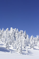 Image showing snow covered pine trees and blue sky