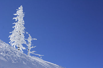 Image showing ice covered pine tree