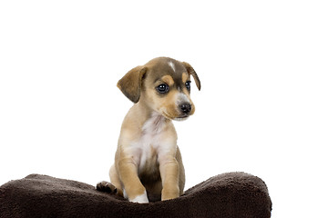 Image showing Cute Puppy