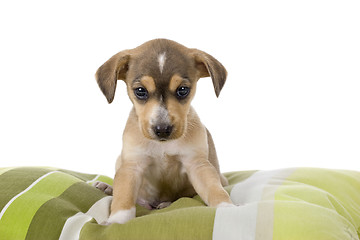 Image showing Cute Puppy