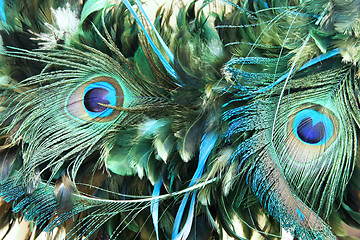 Image showing Peacock feather