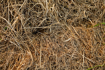 Image showing straw structure