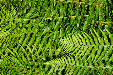 Image showing Fern Structure