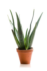 Image showing Aloe Vera