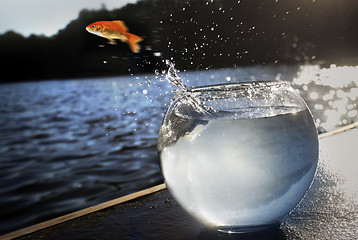 Image showing goldfish jumping out of the water