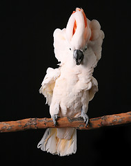 Image showing Excited Puffy Moluccan Cockatoo