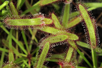 Image showing Venus Flytrap in Nature With Sticky Sap on Tips