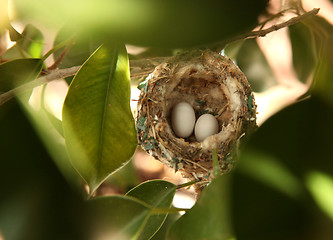 Image showing 2 Hummingbird Eggs in a Nest