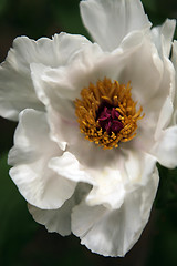 Image showing Beautiful Soft White Flower With Colorful Center in Natural Ligh